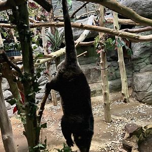 Sulawesi bear cuscus