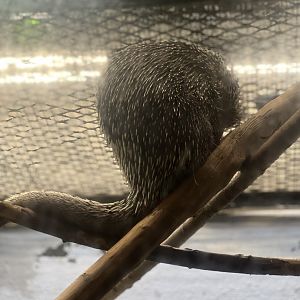 Prehensile-tailed porcupine