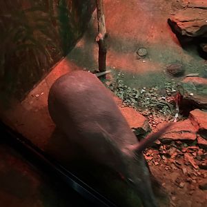 Aardvark