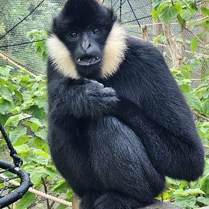 London Zoo - White-cheeked Gibbon