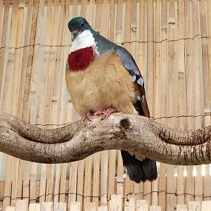 London Zoo - Mindanao Bleedingheart