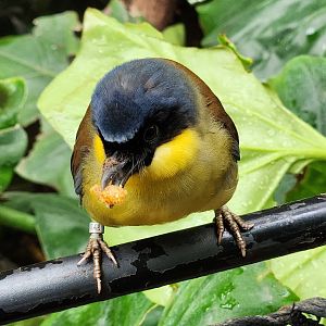 London Zoo - Blue-crowned Laughingthrush