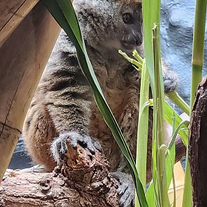 London Zoo - Aloatran Gentle Lemur