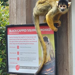 London Zoo - Black-capped Squirrel Monkey on its sign