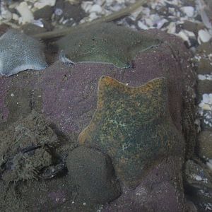 Patiriella regularis