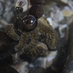 Stichaster australis (juvenile)
