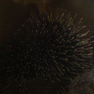 Evechinus chloroticus