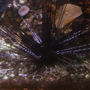 Sea Urchin