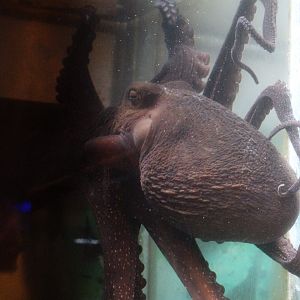 Octopus