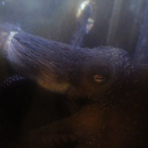 Octopus moving through hole