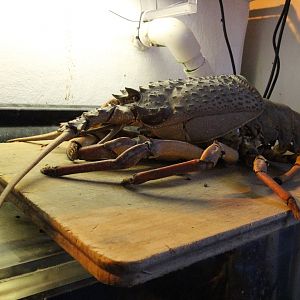 Specimen of Crayfish