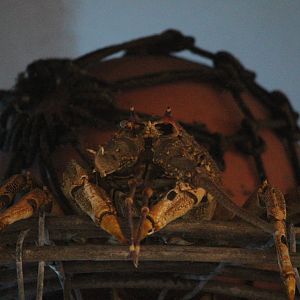 Specimen of Crayfish