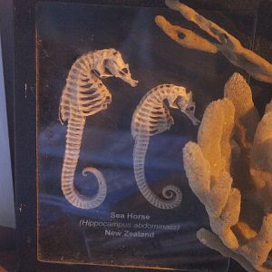 Skeletons of Hippocampus abdominalis