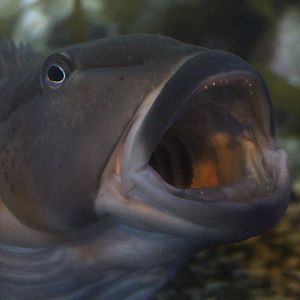 Parapercis colias (named "Boris")