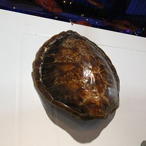 Shell of Sea Turtle