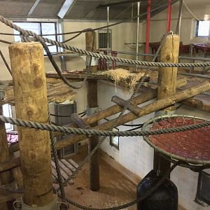 Chimpanzee Night House (Room Two)