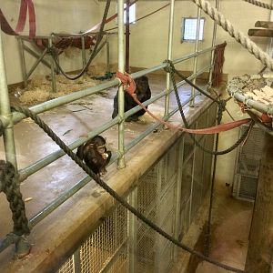 Chimpanzee Night House (Room One)