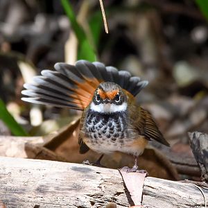 Rufous Fantail