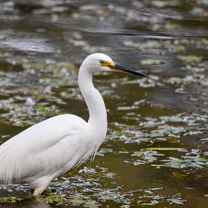 Little Egret