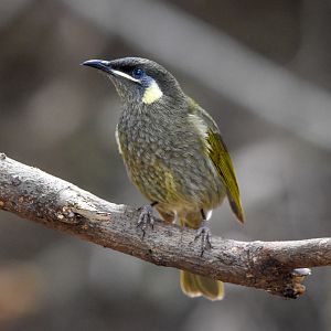 Lewin's Honeyeater