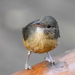 Rufous Shrike-thrush