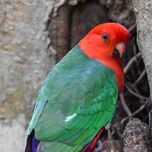 Australian King-Parrot