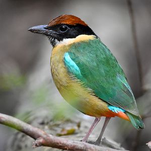 Noisy Pitta