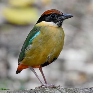Noisy Pitta