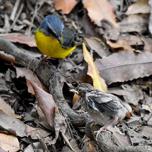 Eastern Yellow Robin with chick