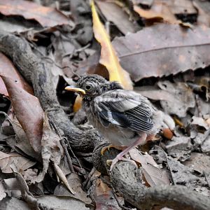 Eastern Yellow Robin chick