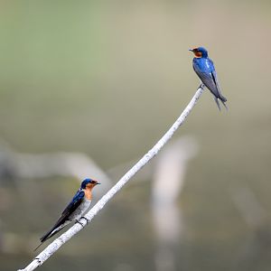 Welcome Swallows