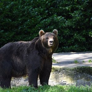 Kamchatka brown bear