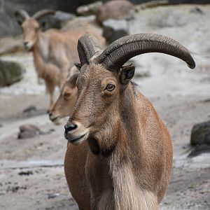 Barbary sheep