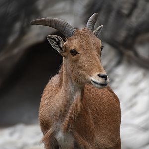 Barbary sheep