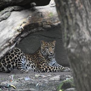 North Chinese leopard/Amur leopard
