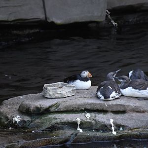 Atlantic puffin & Common murre