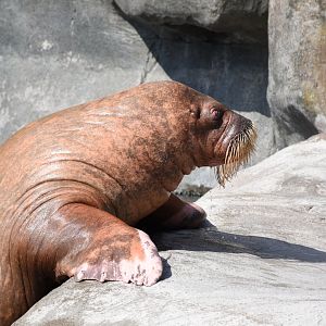 Pacific walrus