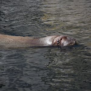 Pacific walrus