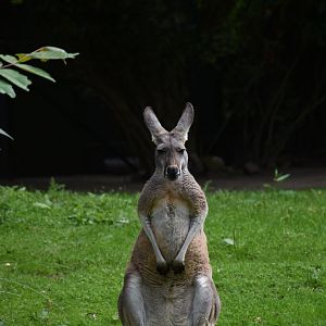 Red kangaroo