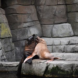 South American fur seal