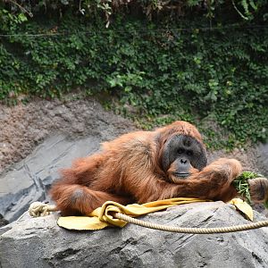 Sumatran orangutan