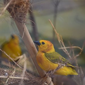 Taveta weaver