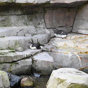 Razorbill & Common murre