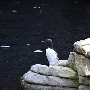 Common murre