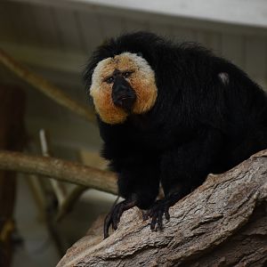 White-faced saki