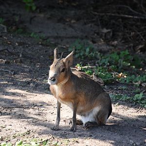 Patagonian mara