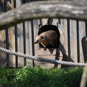 South American coati