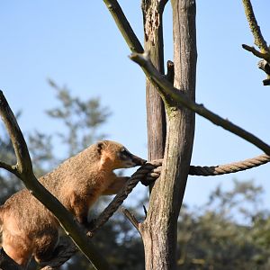 South American coati