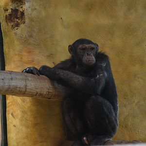 Chimpanzee