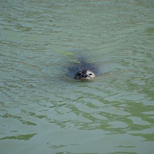 Eastern Atlantic harbour seal
